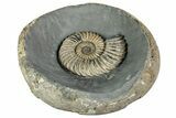 Jurassic Ammonite (Caenisites) Fossil - Dorset, England #240742-3